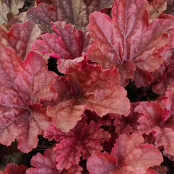 Heuchera - hybride - Eternal Fire - FJF1603